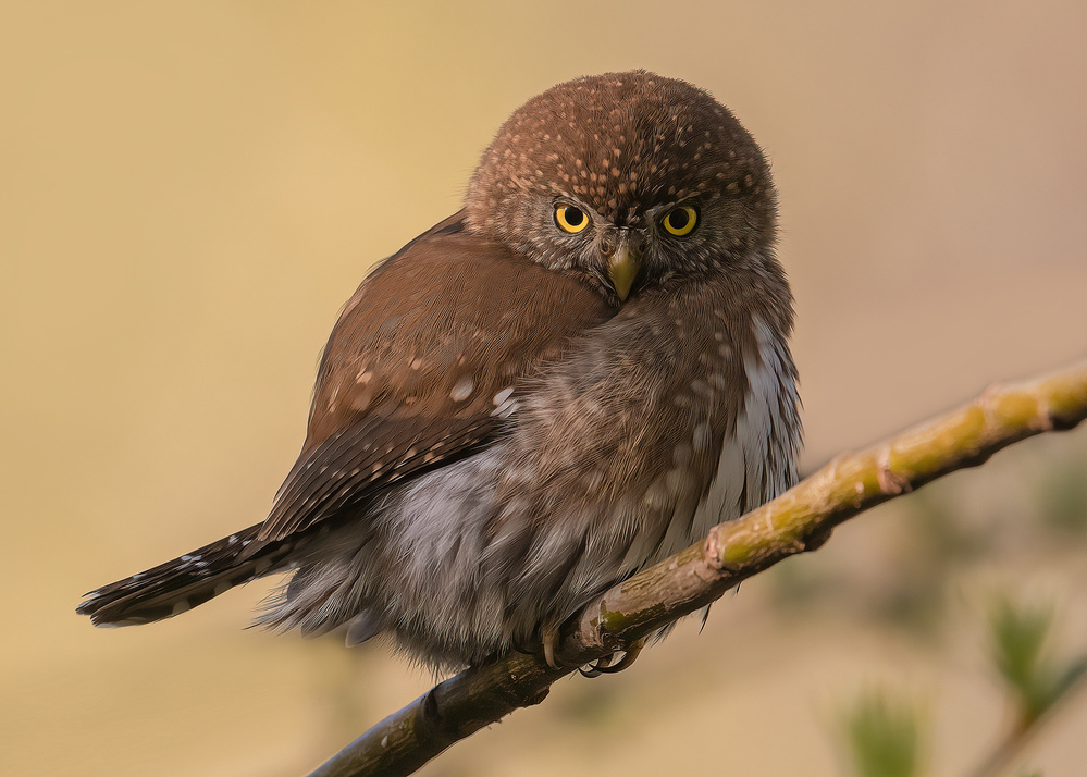 Northern Pygmy owl von Bo Wang