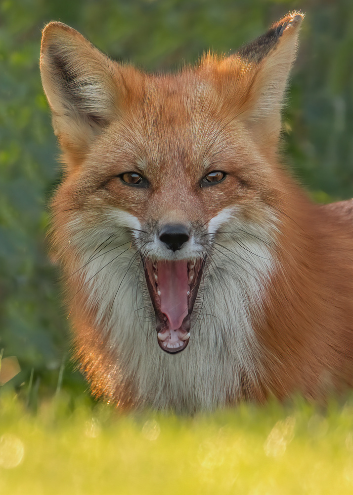 Red Fox von Bo Wang