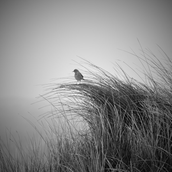 Lark in dune grass von Bodo Balzer