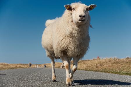 Sheep have right of way here