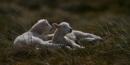 Dreaming lambs in the dunes