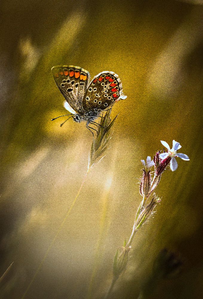 Argus A la Fleur von bonachera jf