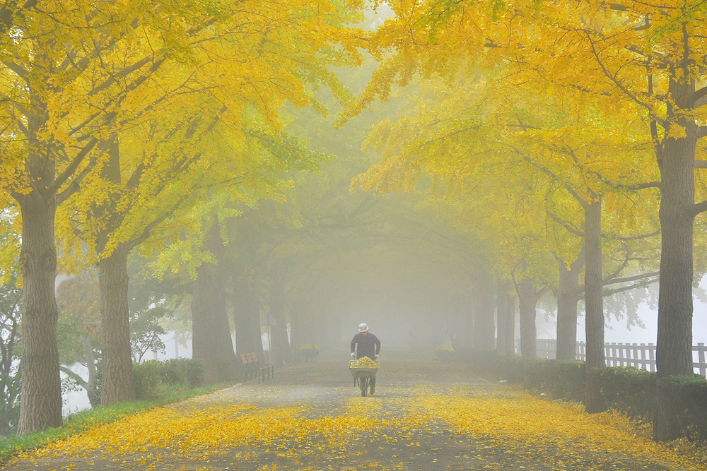 Autumn Leaves von Bongok Namkoong