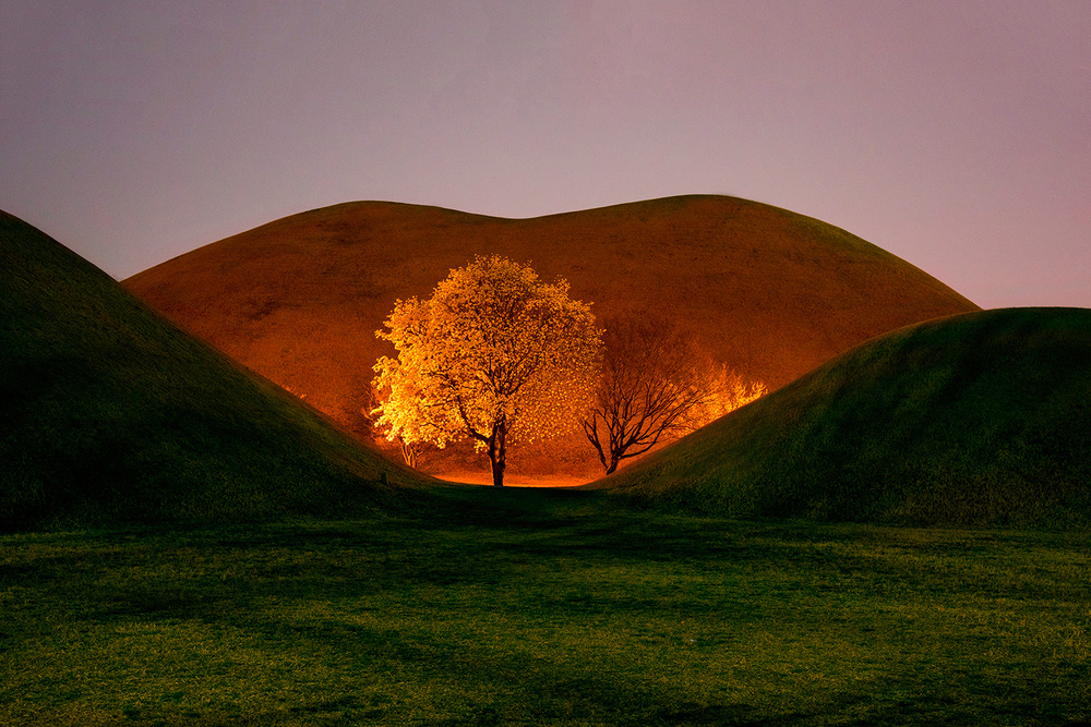 Magnolia von Bongok Namkoong