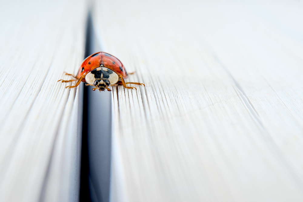 18 von Boris Hristov