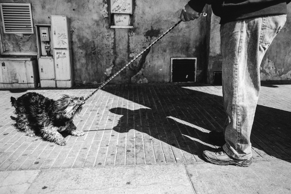 The "Rocket raccoon" von Boris Hristov