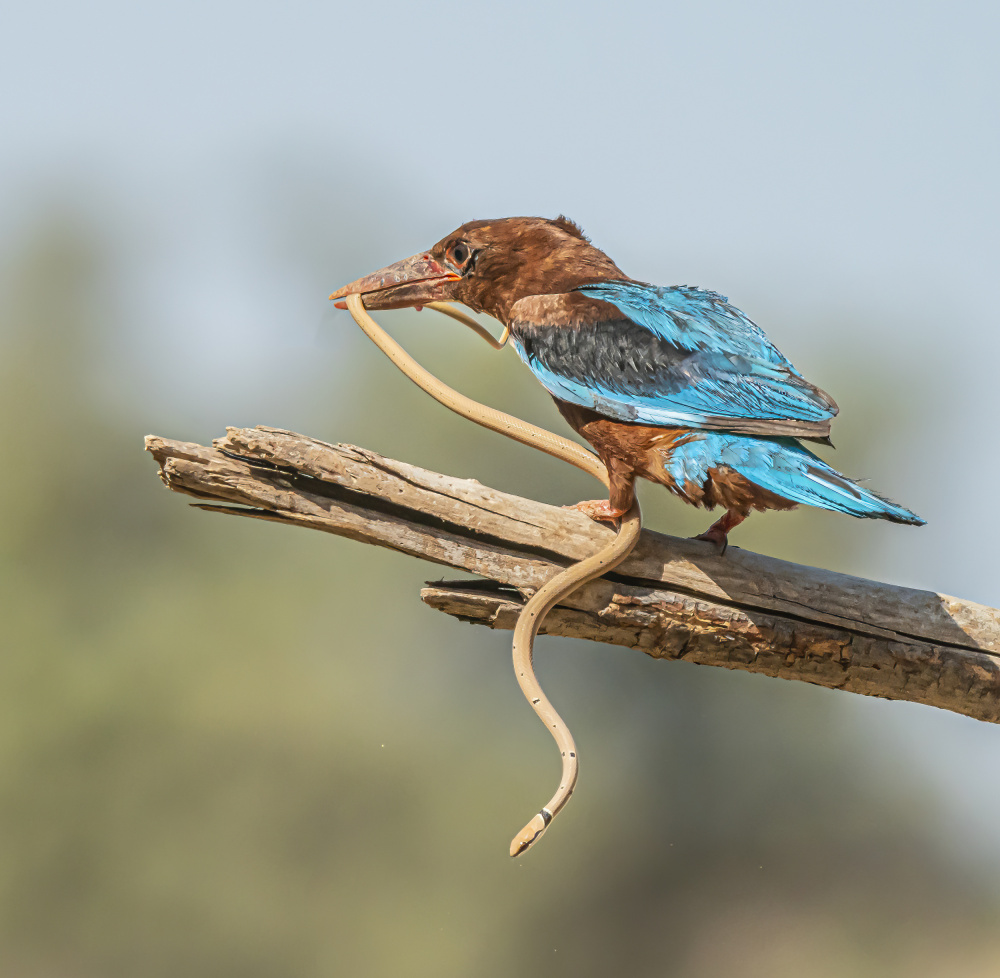 Kingfisher von Boris Lichtman