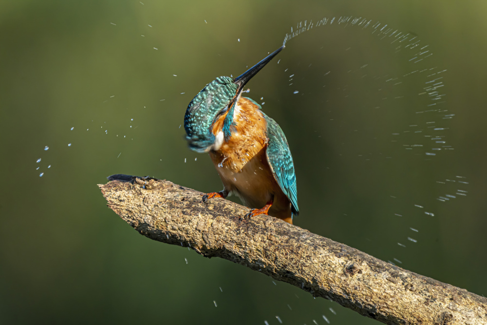 Kingfisher after bathing von Boris Lichtman