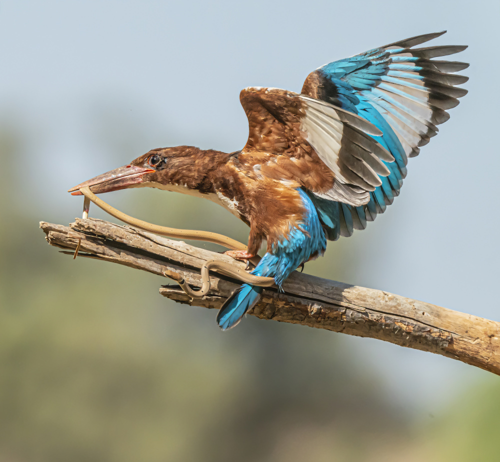Fight with a snake von Boris Lichtman