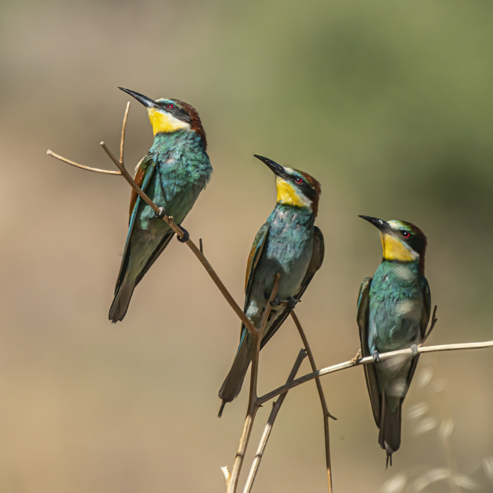 Cute trio von Boris Lichtman