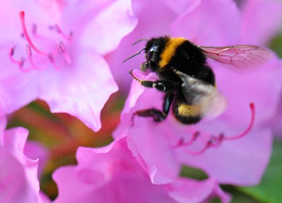 Von Blüte zu Blüte von Boris Roessler