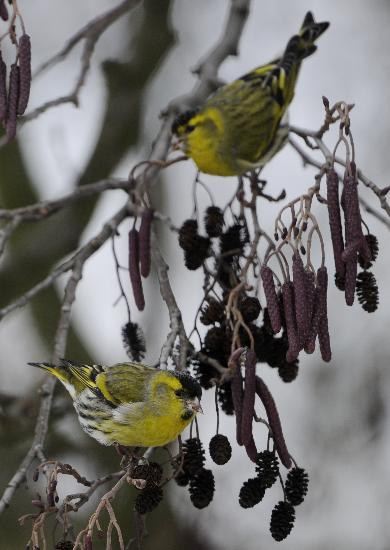Zeisige suchen nach Futter von Boris Roessler
