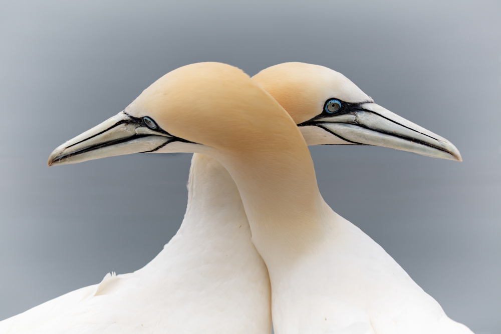 Symmetric Love von Boterman Patrick