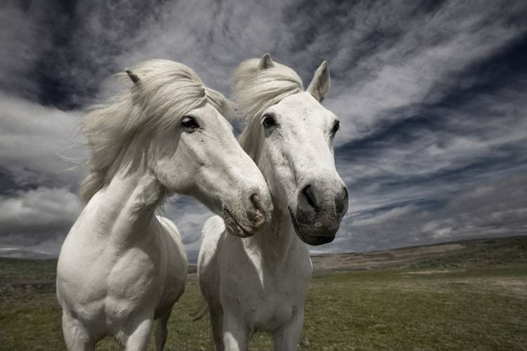 Inseparables von Bragi Ingibergsson