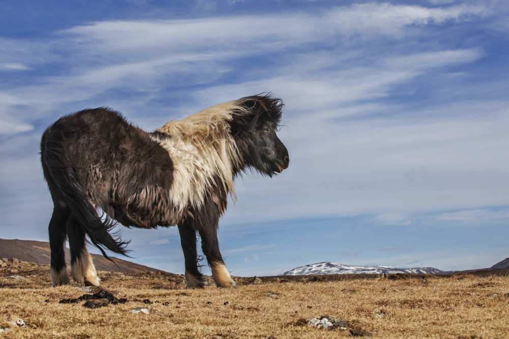 Lonely von Bragi Ingibergsson