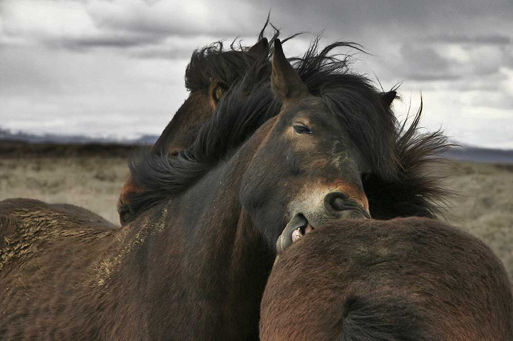Schließen von Bragi Ingibergsson
