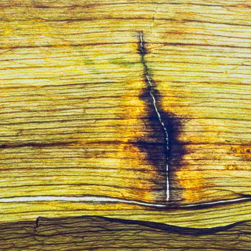 BlattArt 3 von Anke Brehm