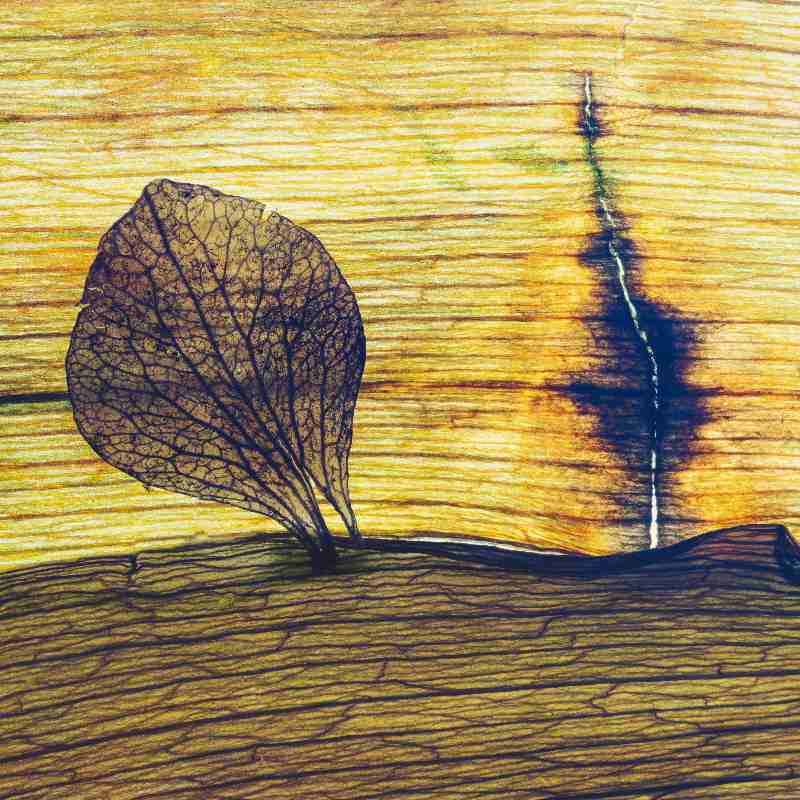 BlattArt 4 von Anke Brehm