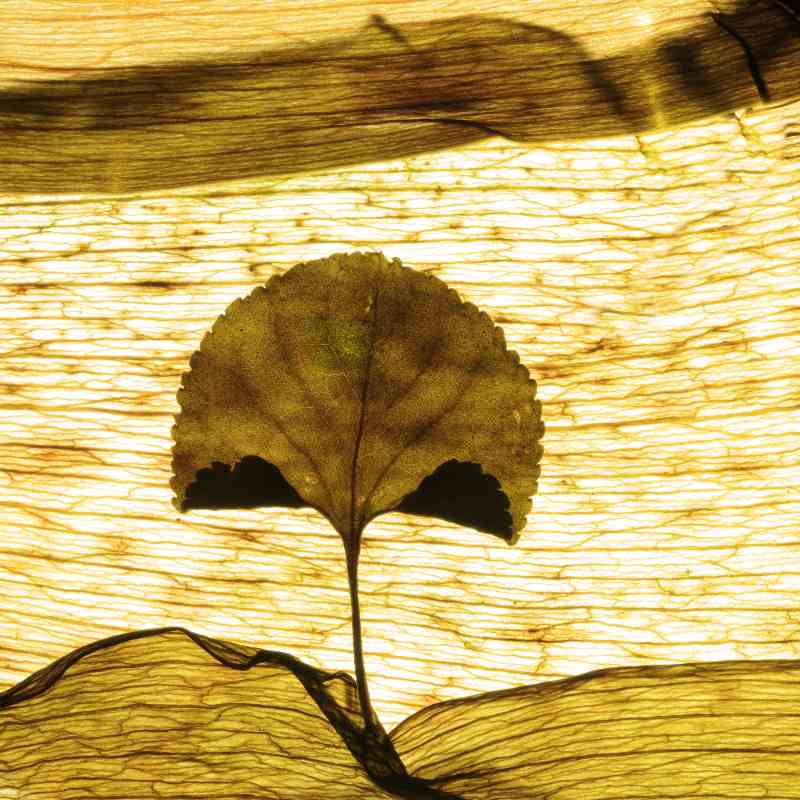 BlattArt 6 von Anke Brehm