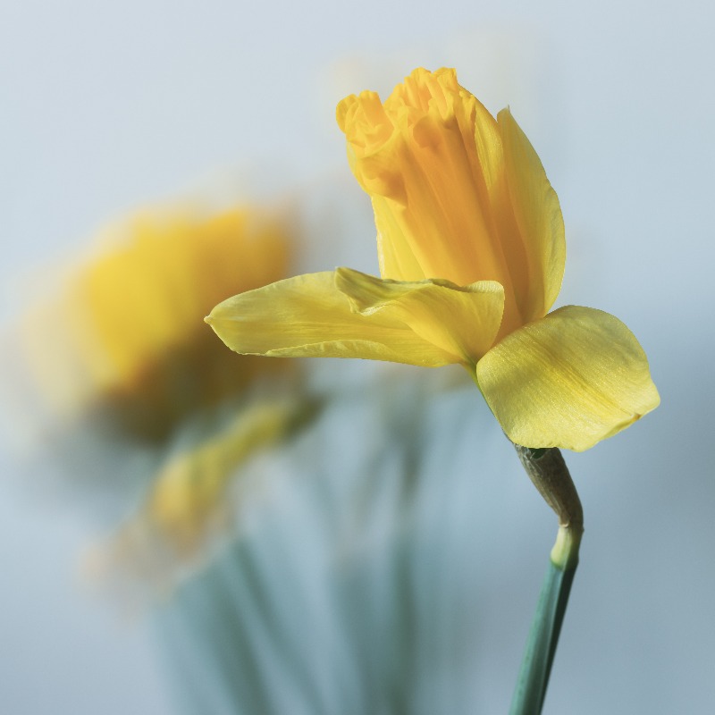 Magic Flowers 10 von Anke Brehm