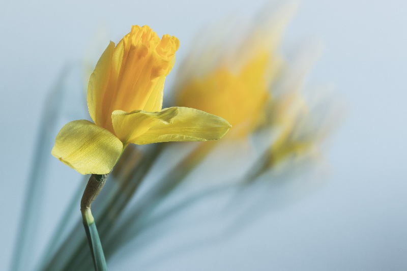 Magic Flowers 12 von Anke Brehm