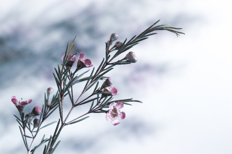 Magic Flowers 14 von Anke Brehm