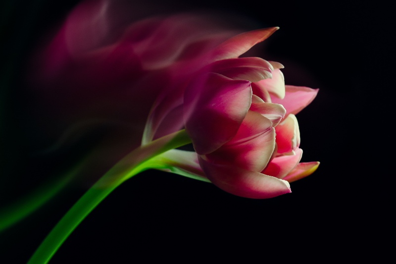 Magic Flowers 17 von Anke Brehm