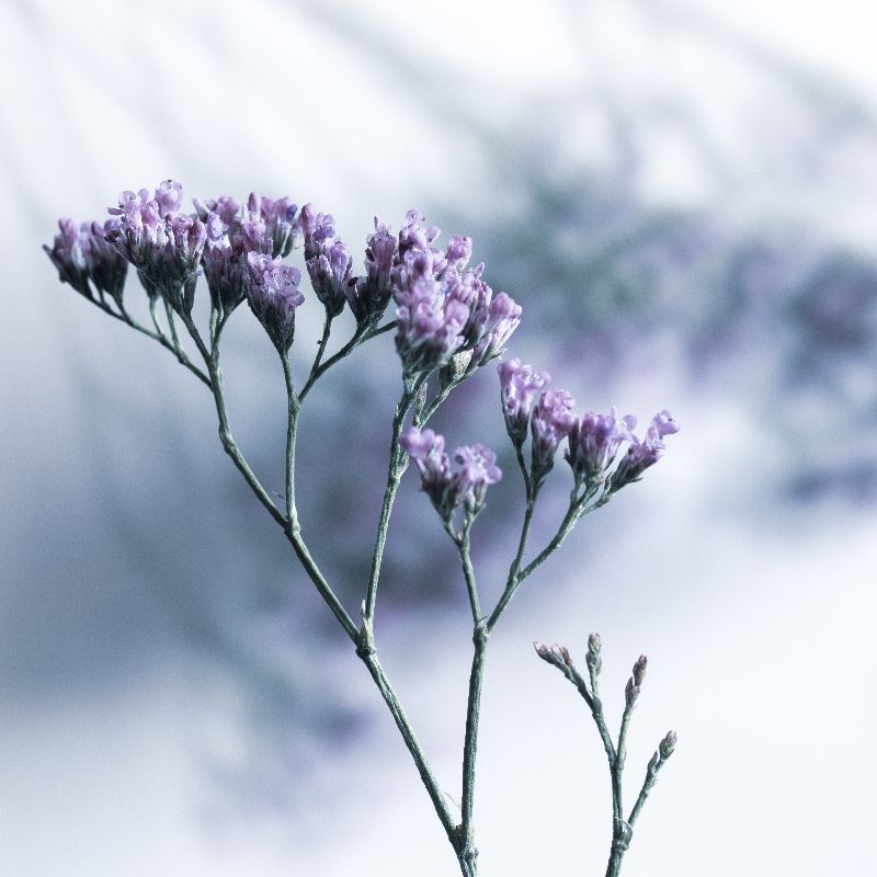 Magic Flowers 6 von Anke Brehm