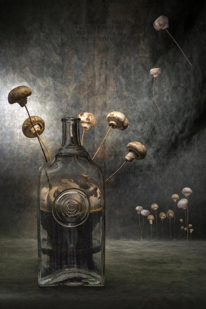 Mushrooms von Brig Barkow