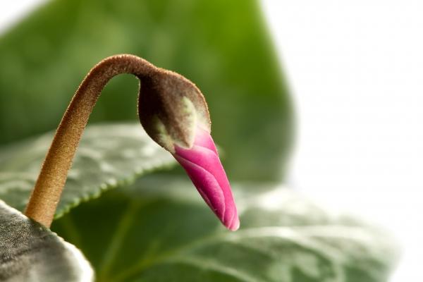 Alpenveilchen von Brigitte Götz