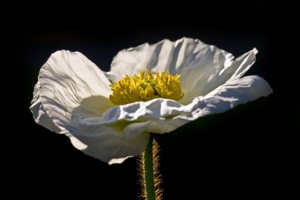 Islandmohn von Brigitte Götz