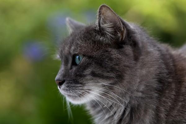 aufmerksam von Brigitte Götz