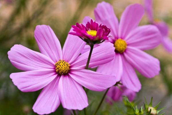 Cosmee von Brigitte Götz