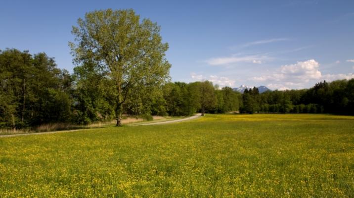Butterblumenwiese von Brigitte Götz