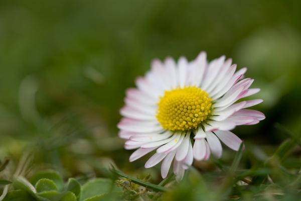 Gänseblümchen von Brigitte Götz