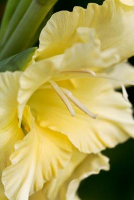 Gladiole von Brigitte Götz