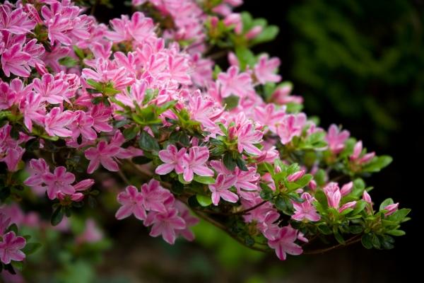 japanische Azalee von Brigitte Götz