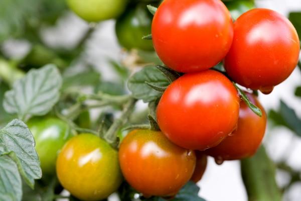 Reifeprozess von Brigitte Götz