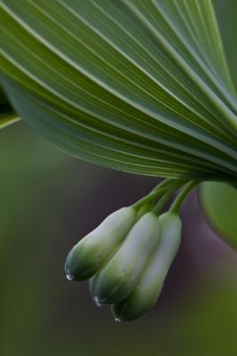 Salomonsiegel von Brigitte Götz