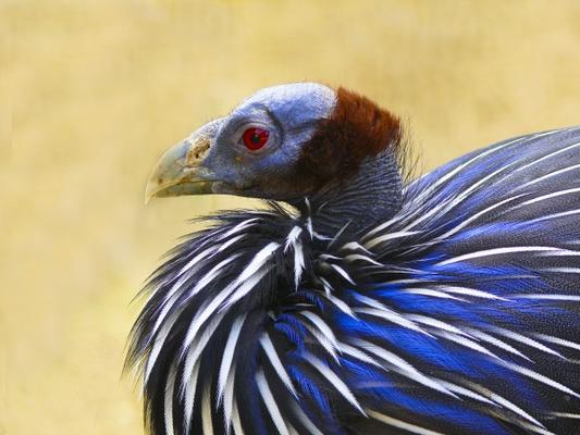 Geierperlhuhn von Brigitte Müller