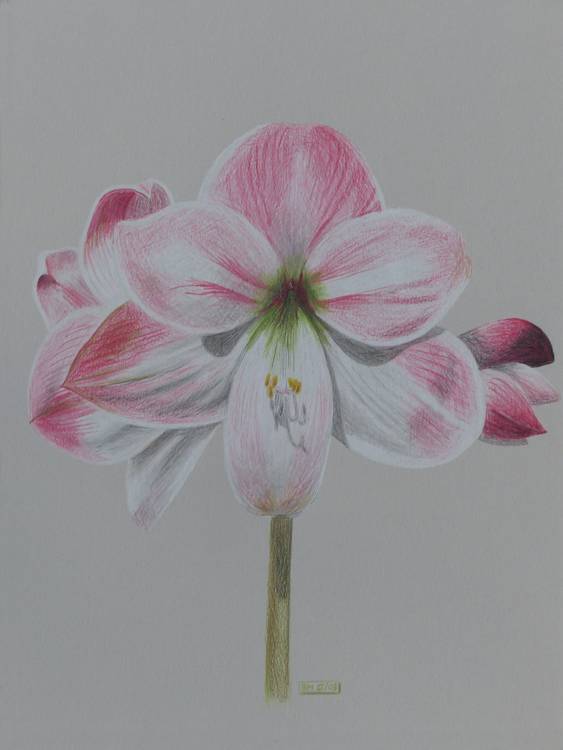 Amaryllis von Brigitte Müller