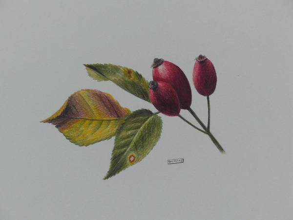 Ausschnitt aus Hagebutten von Brigitte Müller