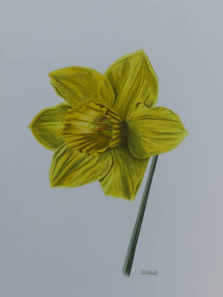 Ausschnitt aus Narzisse von Brigitte Müller