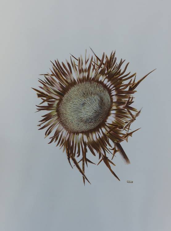 Silberdistel von Brigitte Müller