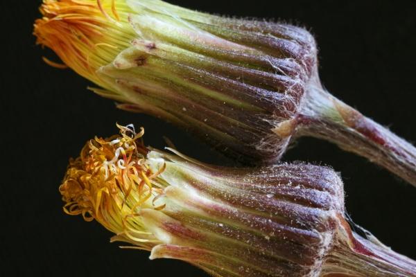 gelber Huflattich verblüht von Brita Stein