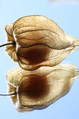 Physallis von Brita Stein