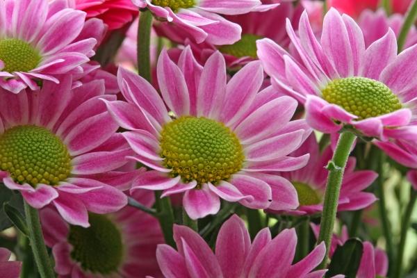 Santini von Brita Stein