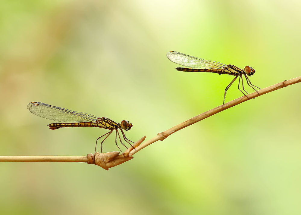 Twin von Brizadly Arifin