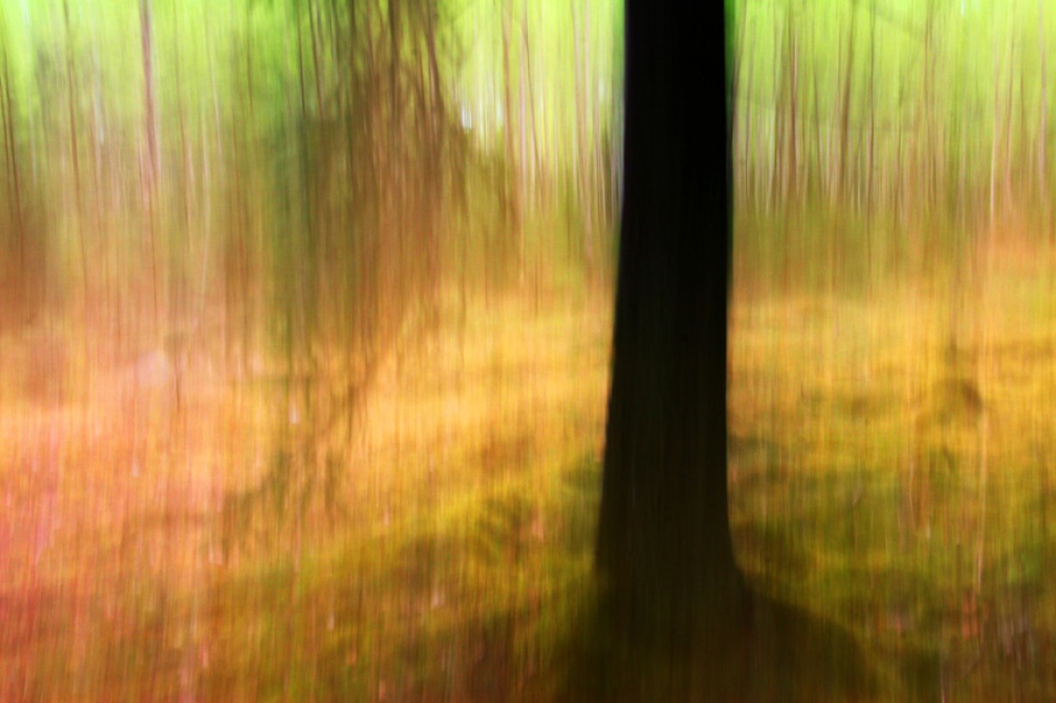 The trunk von Bror Johansson