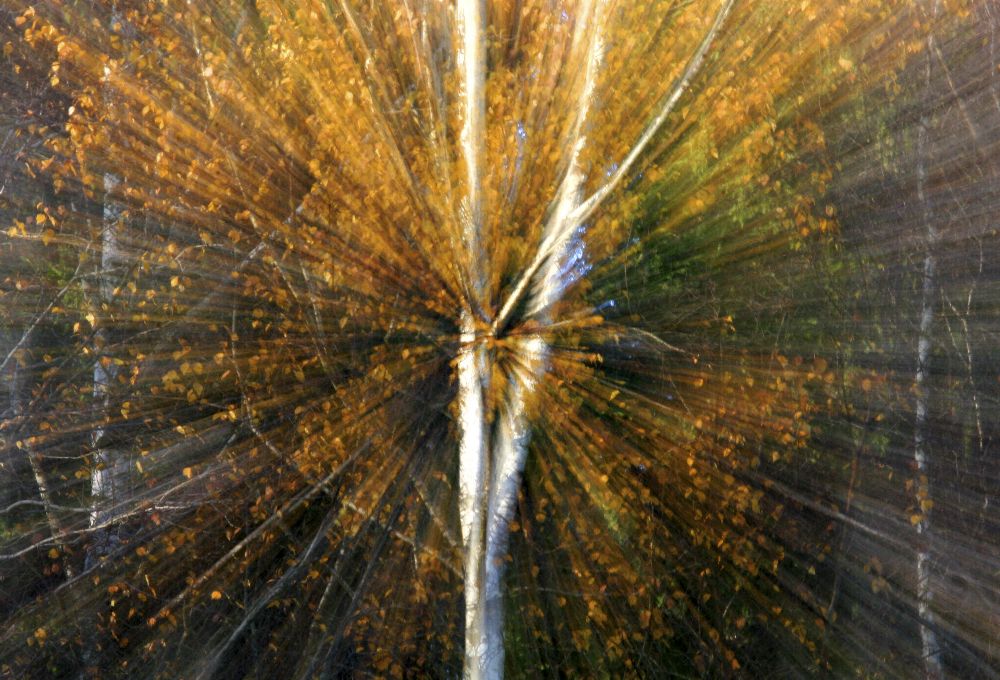 Zoomen von Bror Johansson